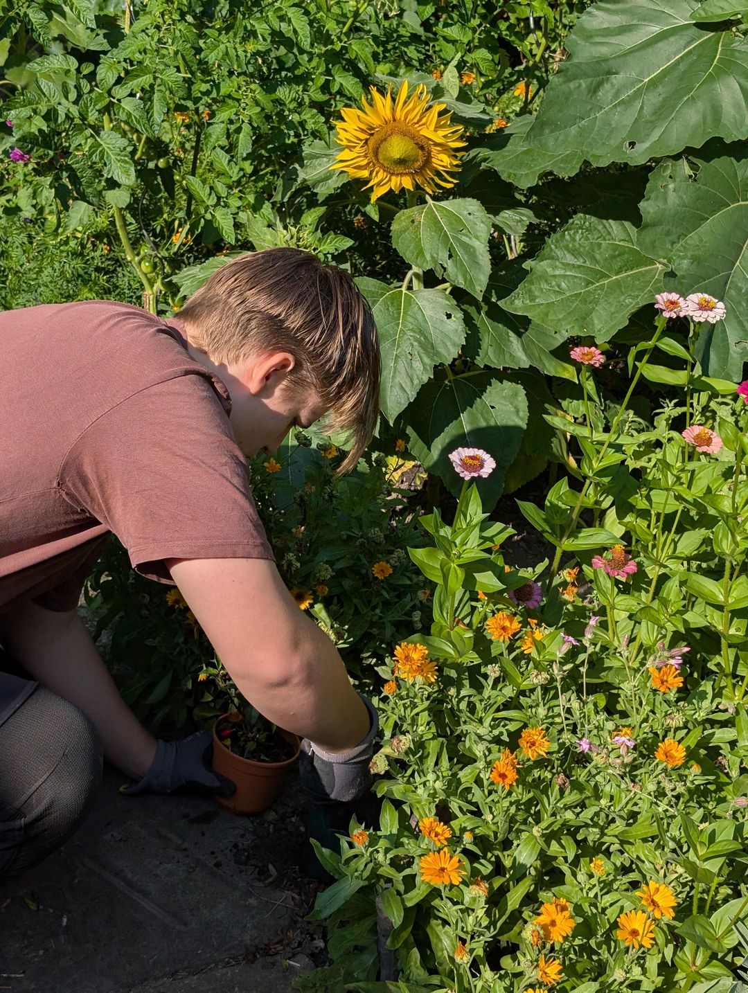 Beetpflege zwischen blühenden Sommerblumen