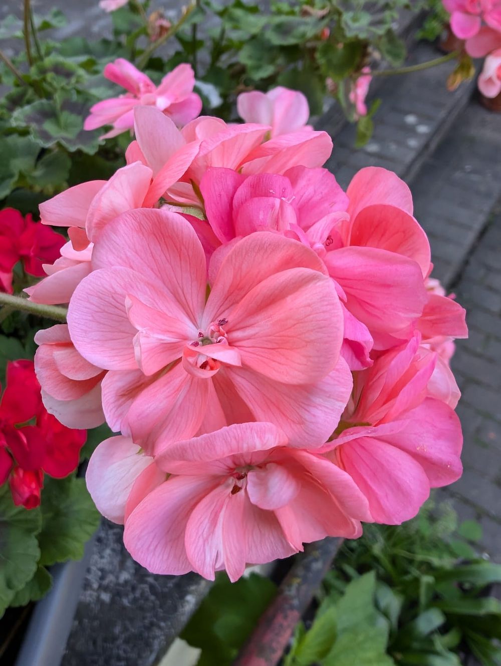Rosa Geranien in einem Pflanzkübel