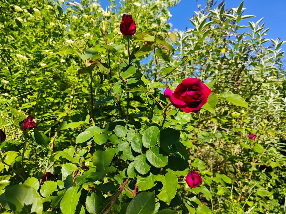 Rote Rosen im Garten